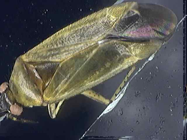 Plagiognathus arbustorum